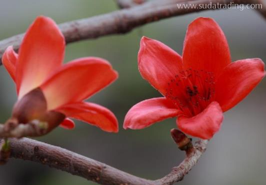 木棉花進(jìn)口報關(guān)清關(guān)流程詳解